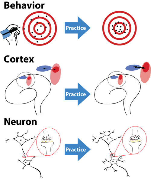 La plasticidad cerebral nos permite alterar y mejorar nuestros hábitos al modificar los circuitos neuronales y crear entornos positivos