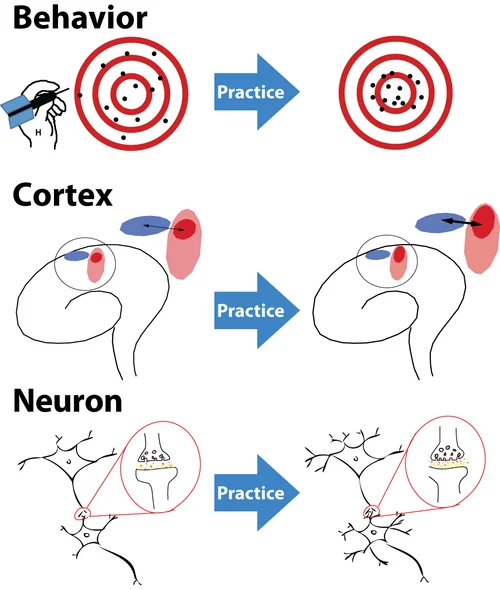 Daily practice enhances brain plasticity by forming new neural connections, crucial for autonomous and consistent learning habits