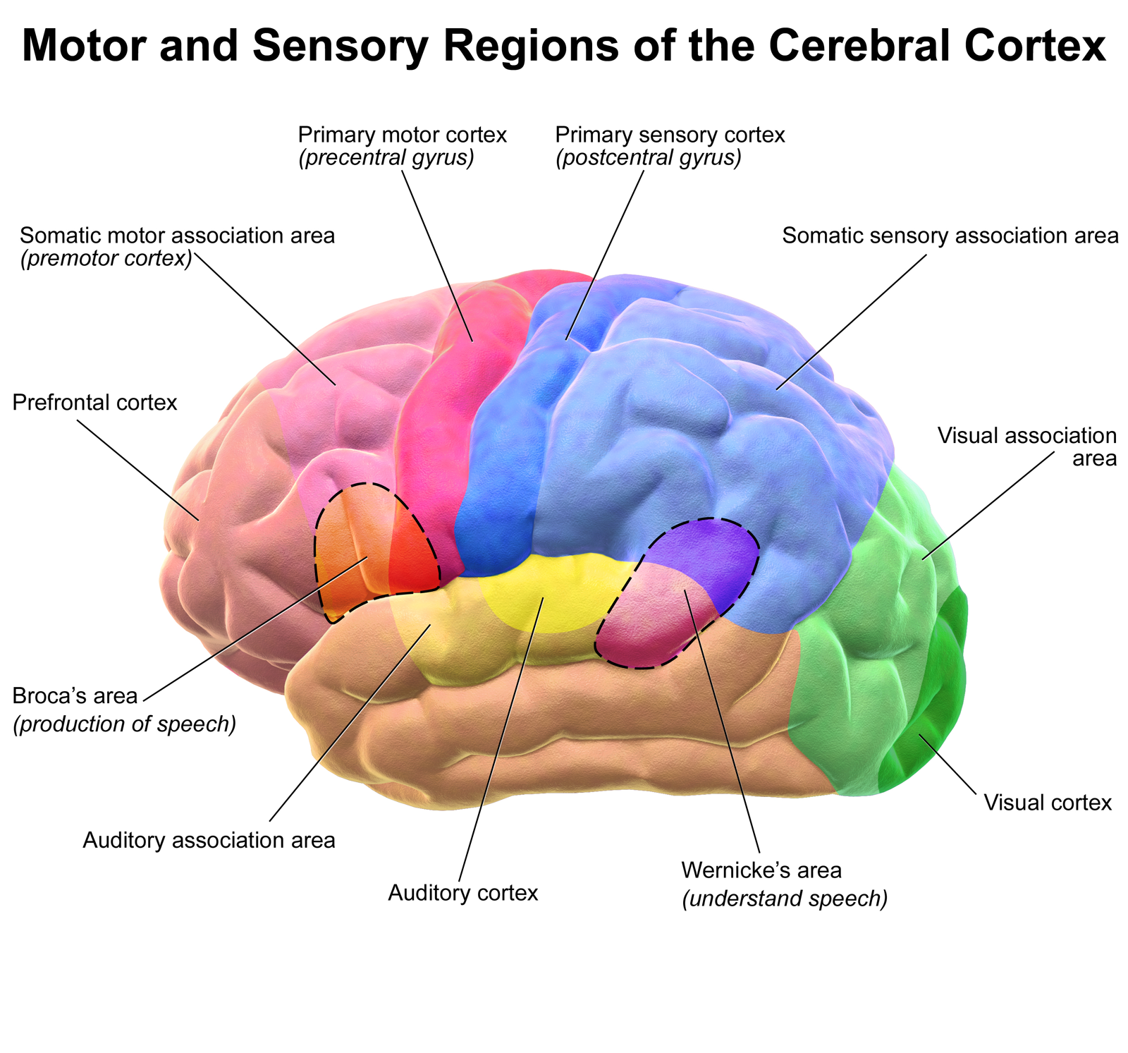 Pequeños cambios diarios pueden desencadenar transformaciones significativas al facilitar la adaptación gradual del cerebro a nuevos hábitos