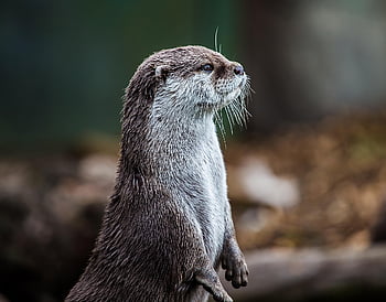 Otter.ai enhances productivity by offering live transcription and searchable notes, ensuring meetings are accessible and well-documented