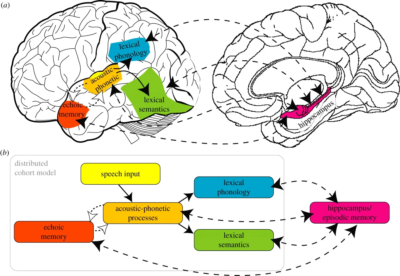La práctica regular de hábitos de aprendizaje no solo mejora la memoria sino que también fomenta la neuroplasticidad, facilitando la creación de nuevas conexiones neuronales