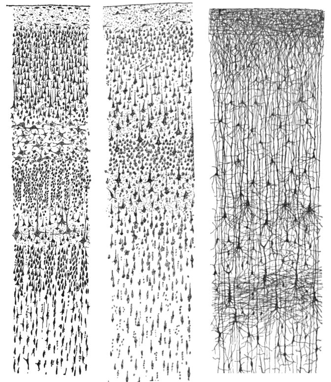 La neuroplasticidad permite tanto la formación como la modificación de hábitos al fortalecer o reemplazar conexiones neuronales