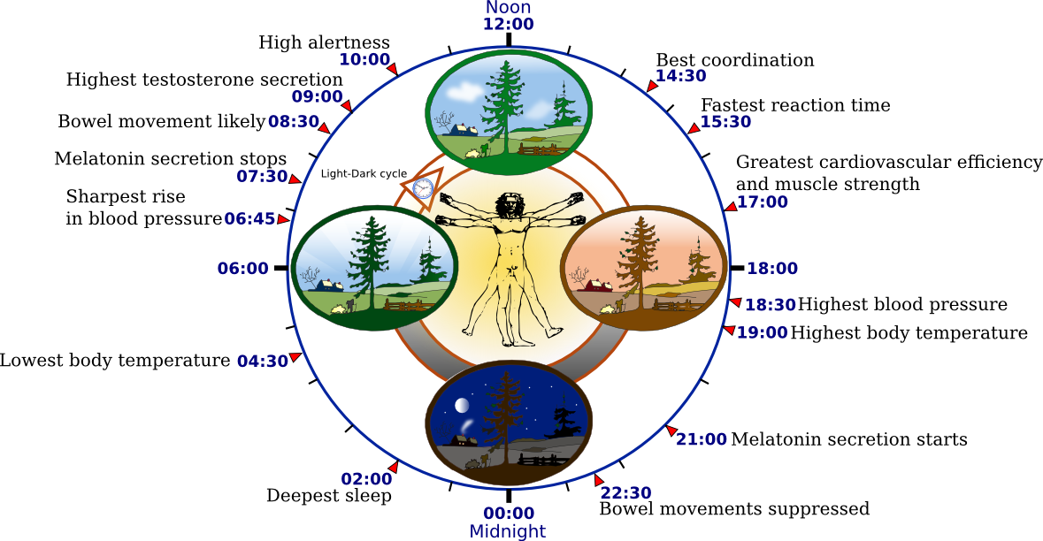 Respetar los ritmos circadianos y tomar pausas activas optimiza la energía mental y mejora la concentración
